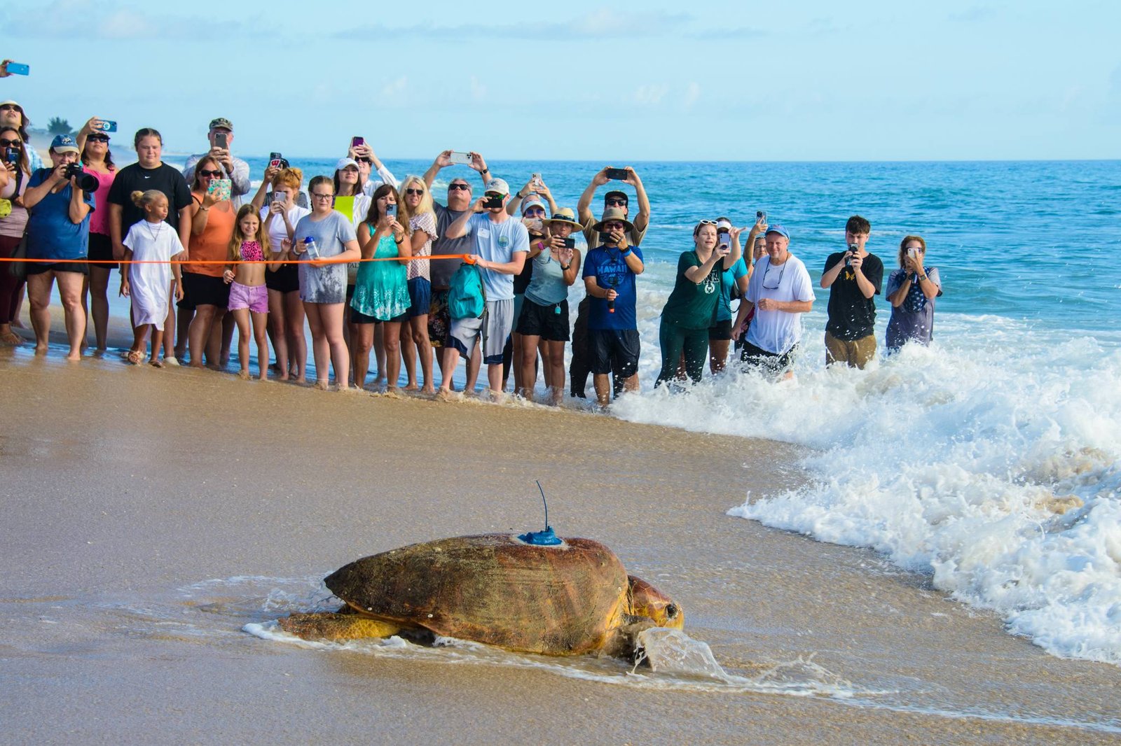 Tour de Turtles Returns to Melbourne Beach